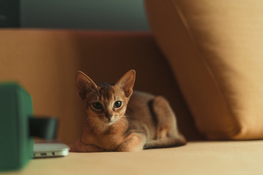 Abyssinian cat