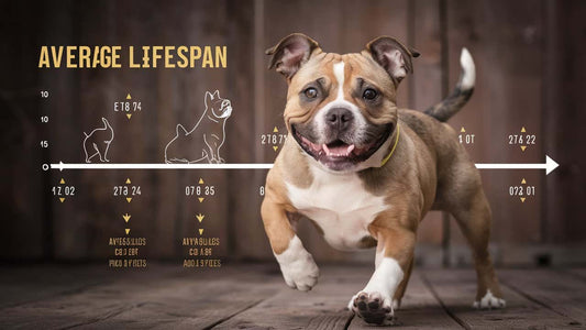 Understanding the Lifespan and Aging of Pitbull Frenchie Mixes