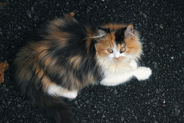 Persian Cat