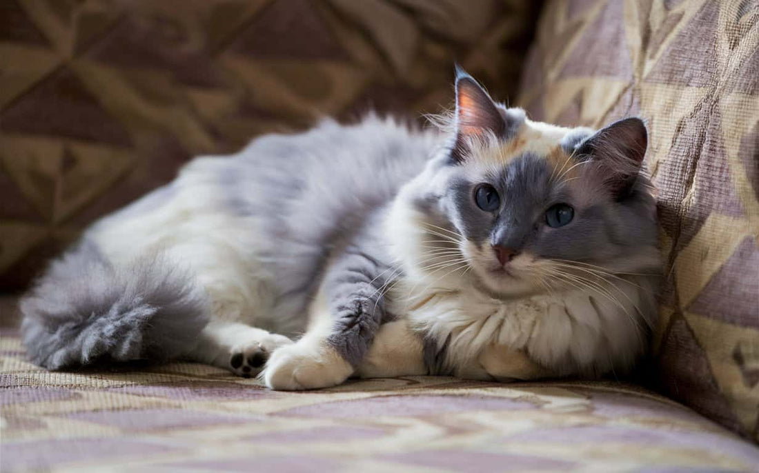 Ragdoll cat breed