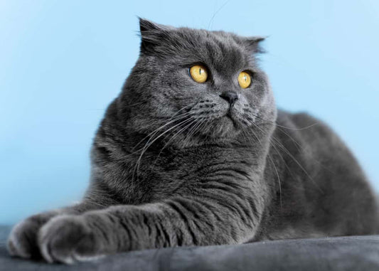 Scottish Fold Cat Breed