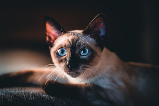 Siamese