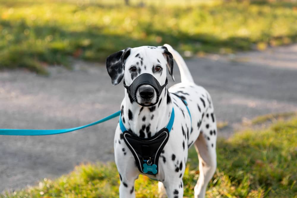 Dog Collar & Harness