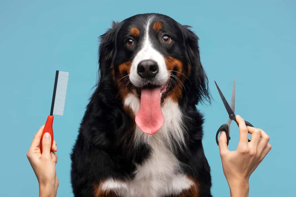 Dog Grooming Tips