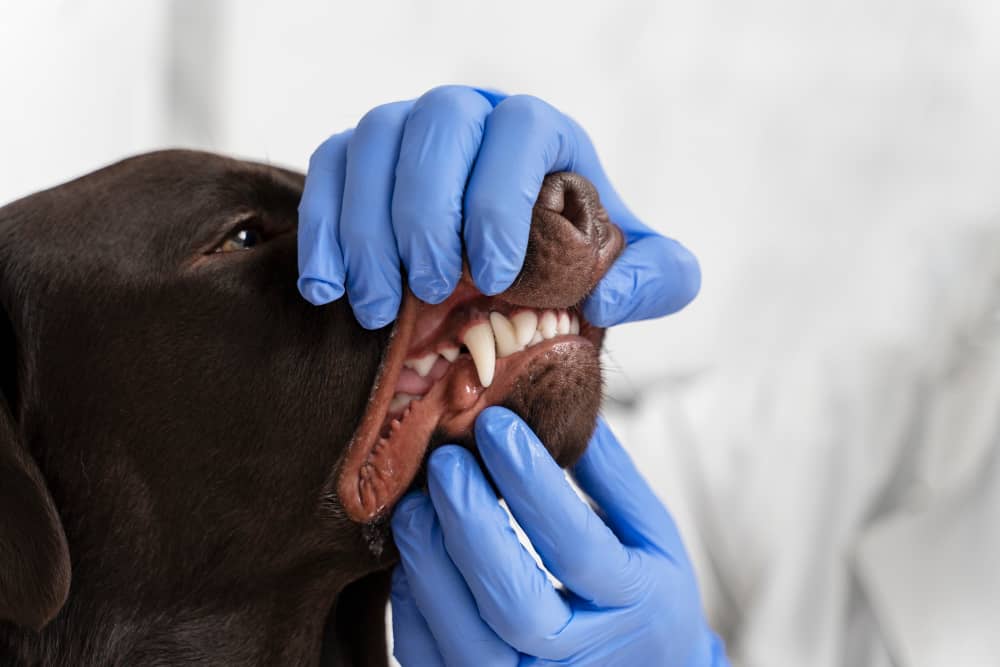 Dog Dental