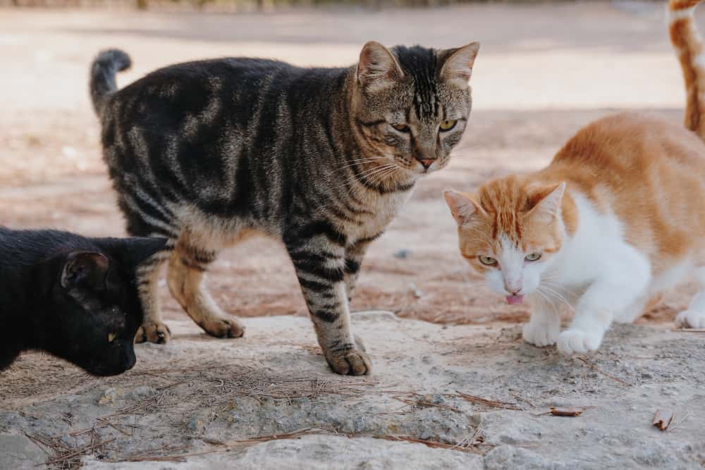 Feline Family