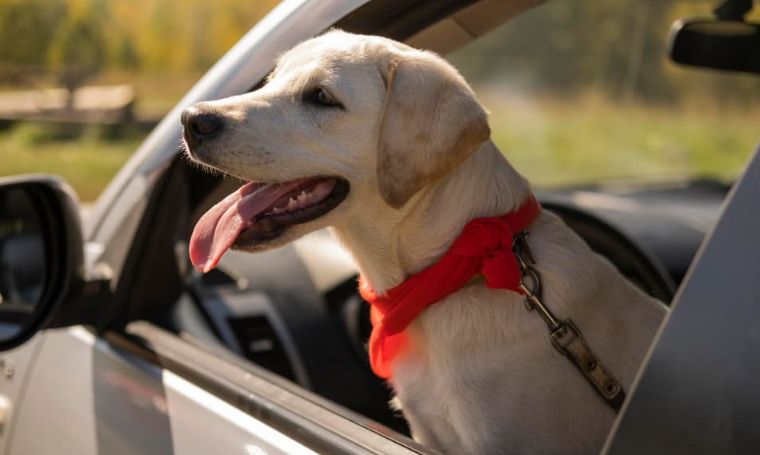 Dog Car Harness: Safeguarding Your Canine Companion