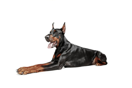 Doberman Dog