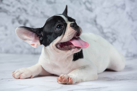 French Bulldog Puppy Barking: Everything You Need to Know