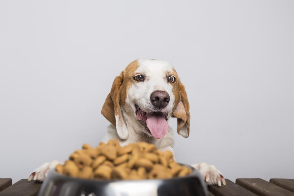 Dog Nutrition