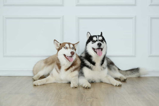 husky dogs lying down