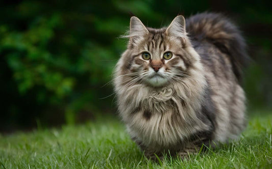 Maine Coon