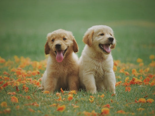 Puppies Training