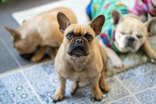 Tan Eye french bulldogs