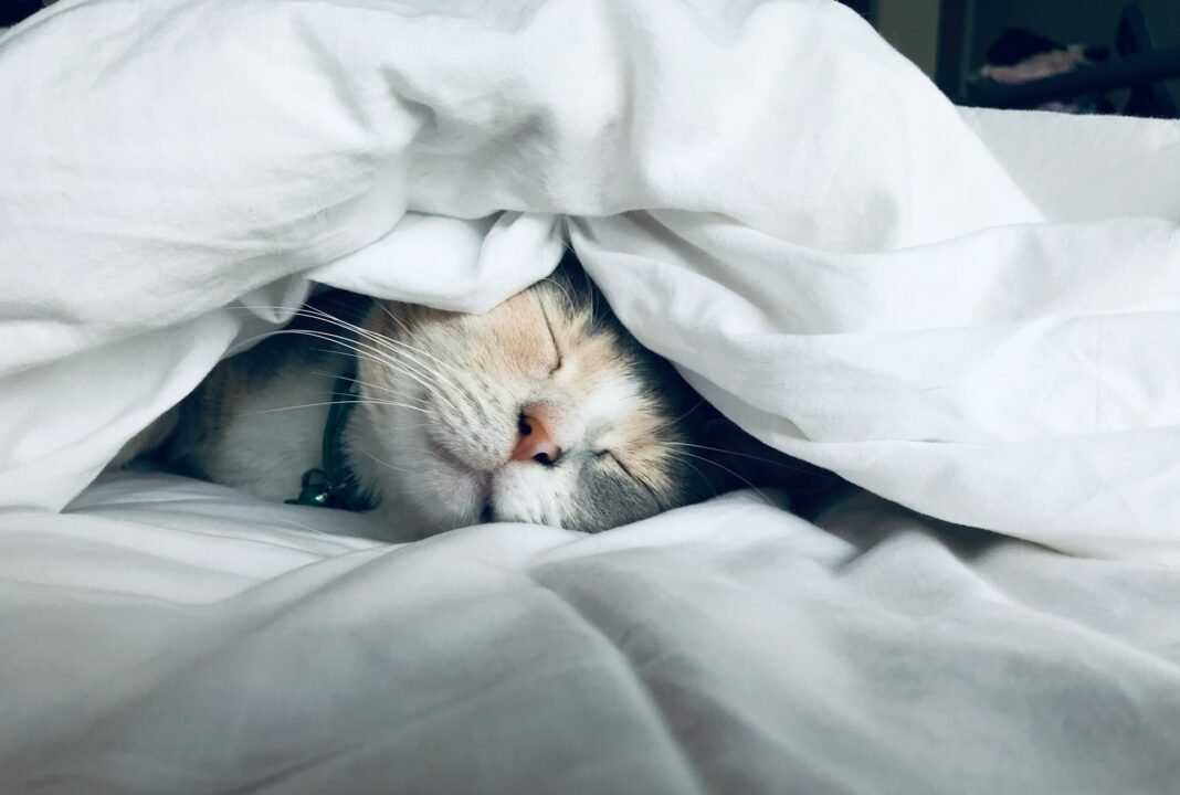 Why my Cat Sleeping so much?