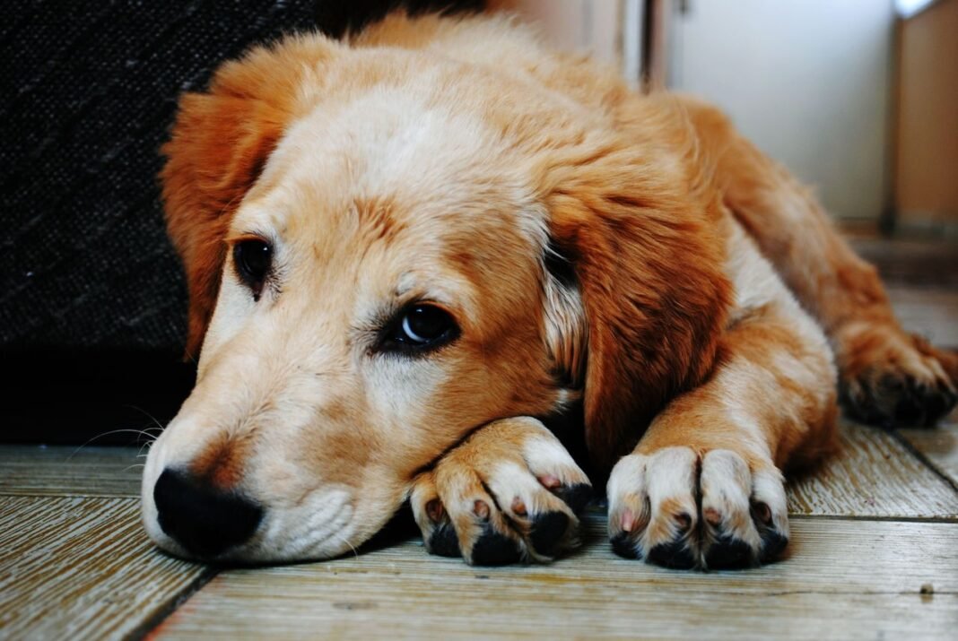 separation anxiety in dogs
