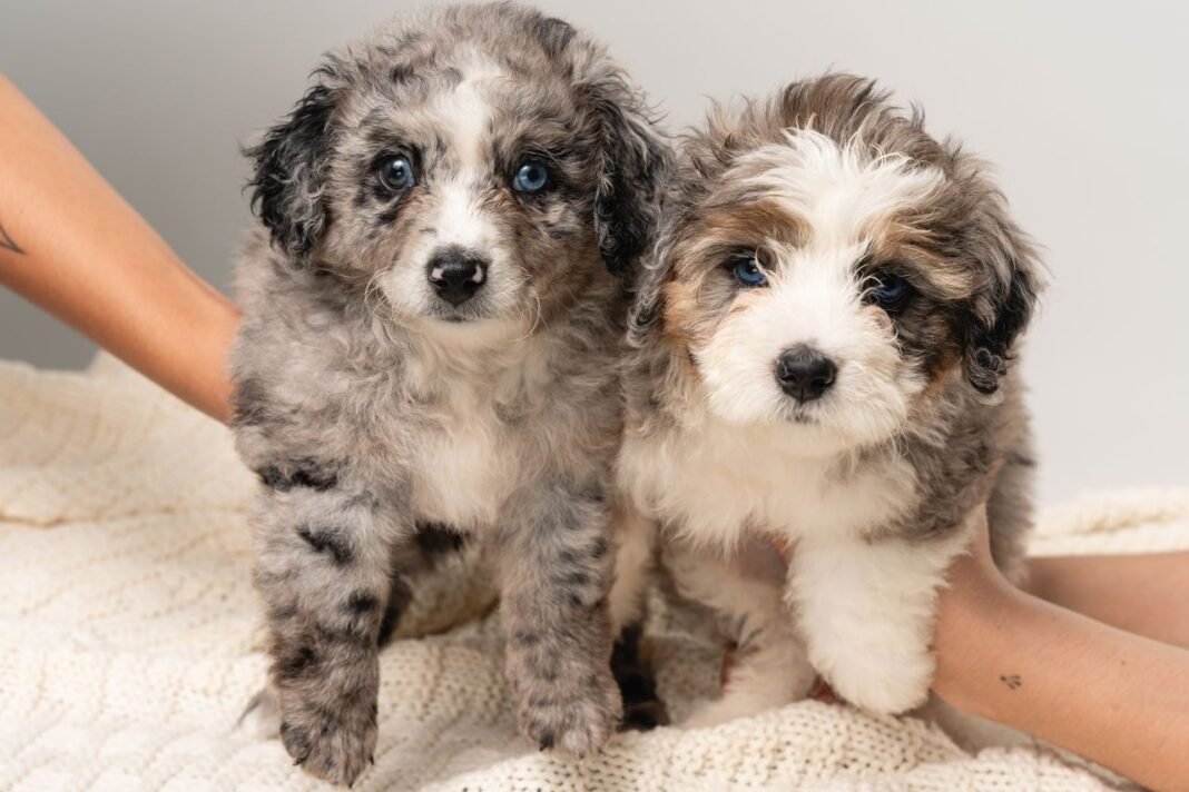 Bernedoodle