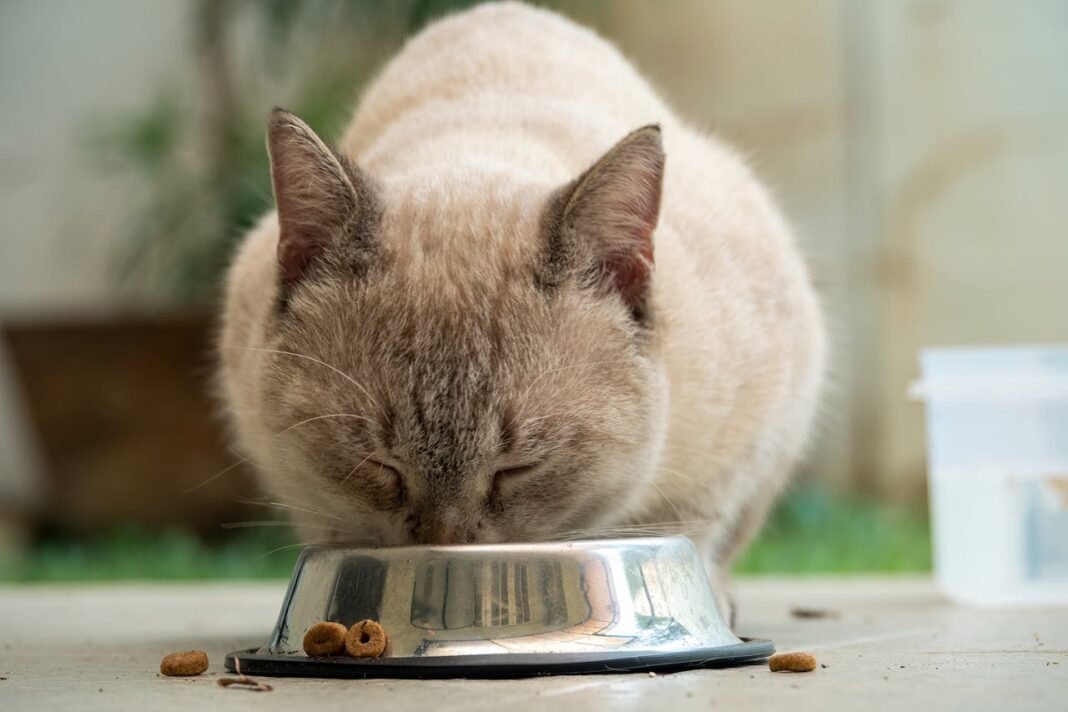 best cat food for indoor cats