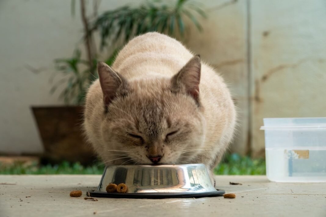 best cat food for weight loss