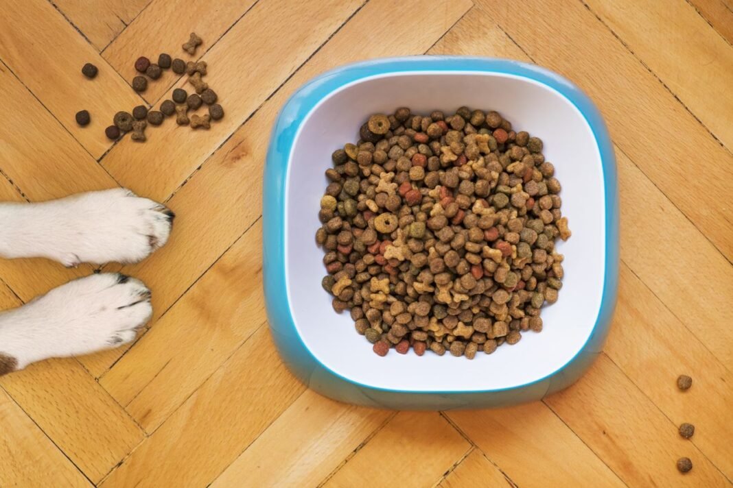 Best Food for Dogs With Sensitive Stomachs