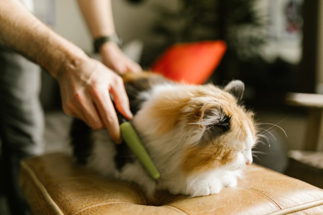 best brush for a long haired cat