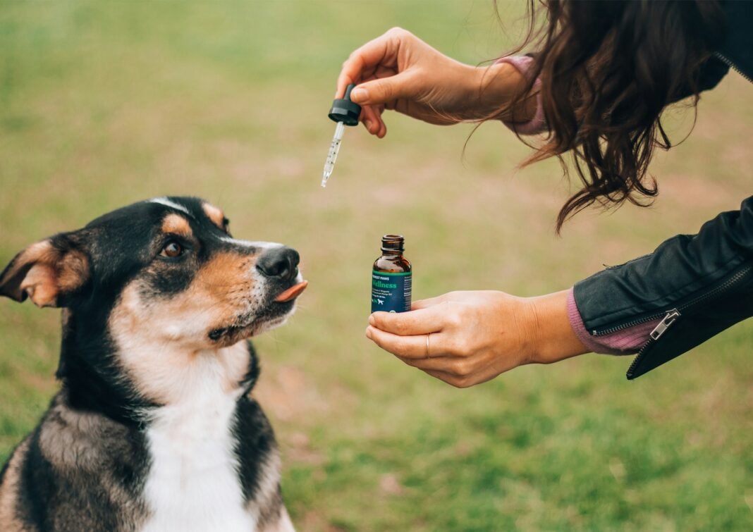 CBD oil for dogs