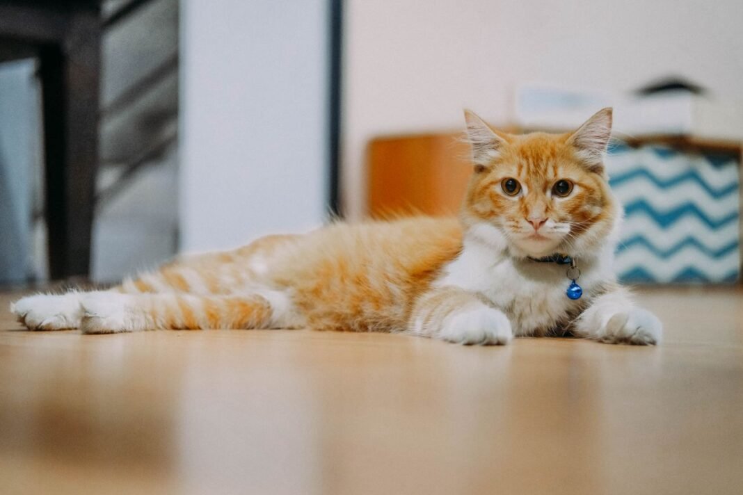 why is my cat losing weight