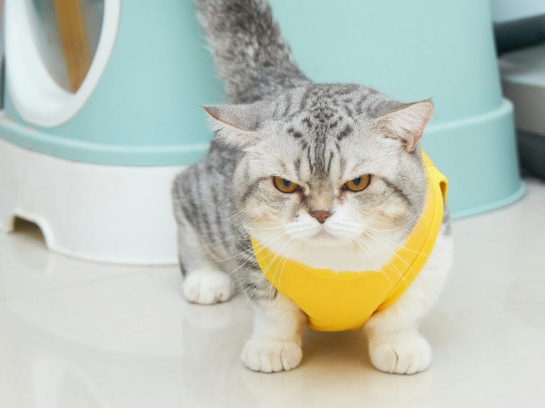 cat not using litter box
