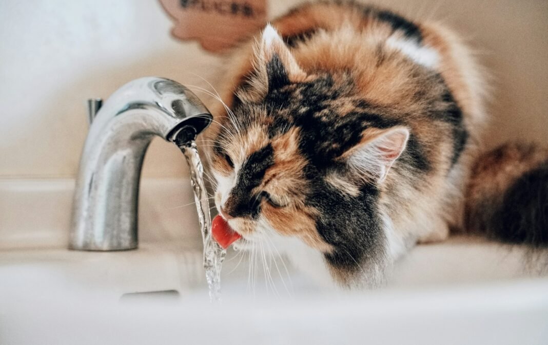 is it normal for cats to drink a lot of water