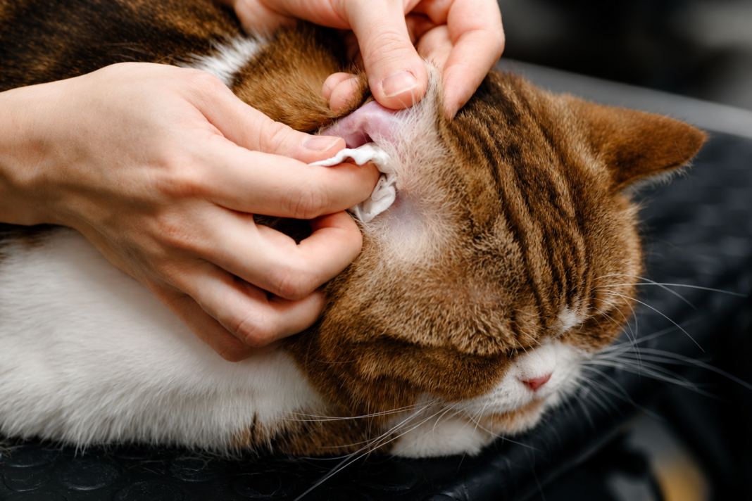Clean Cat Ears at Home