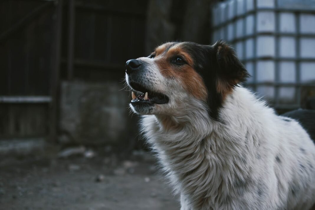 how to stop a dog from barking at night