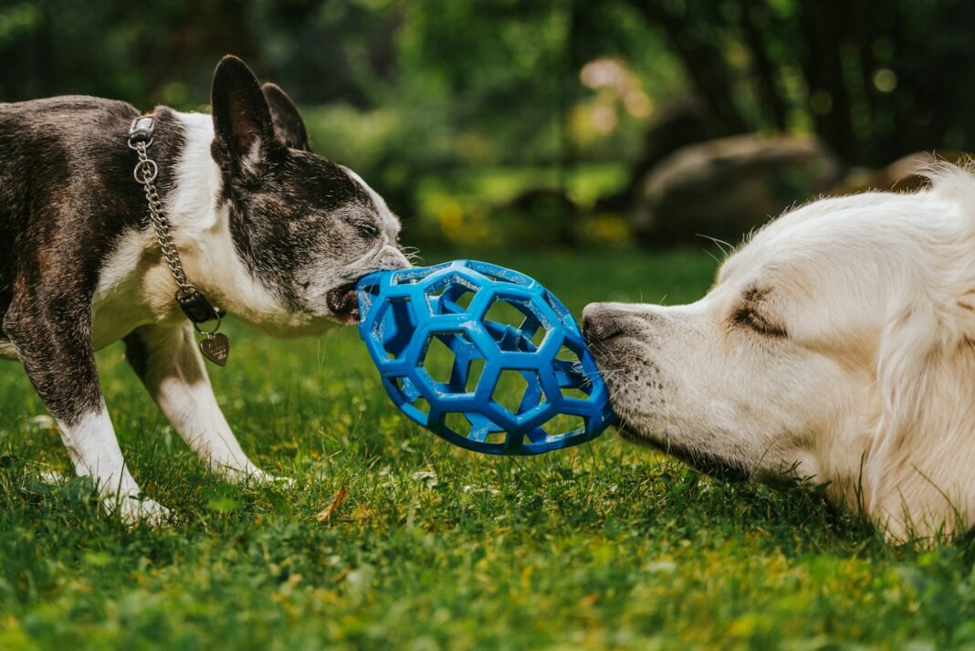 Enrichment Toys for Dogs