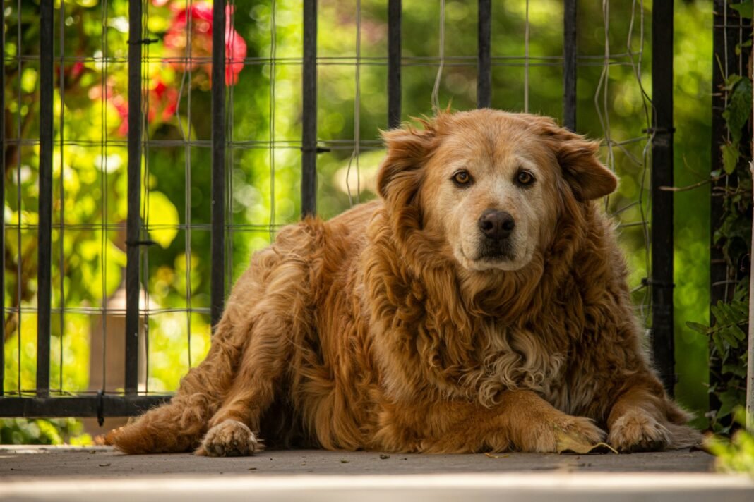 how to help a dog lose weight