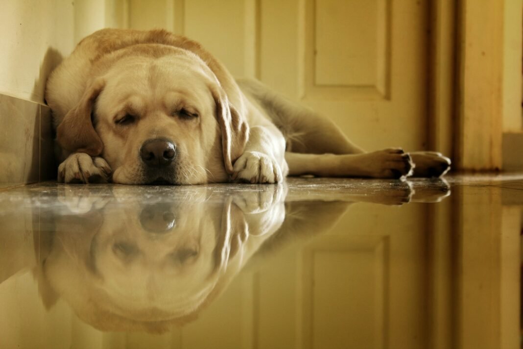 How Long Can a Dog Be Left Alone