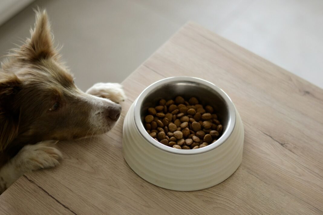 how much should i feed my dog