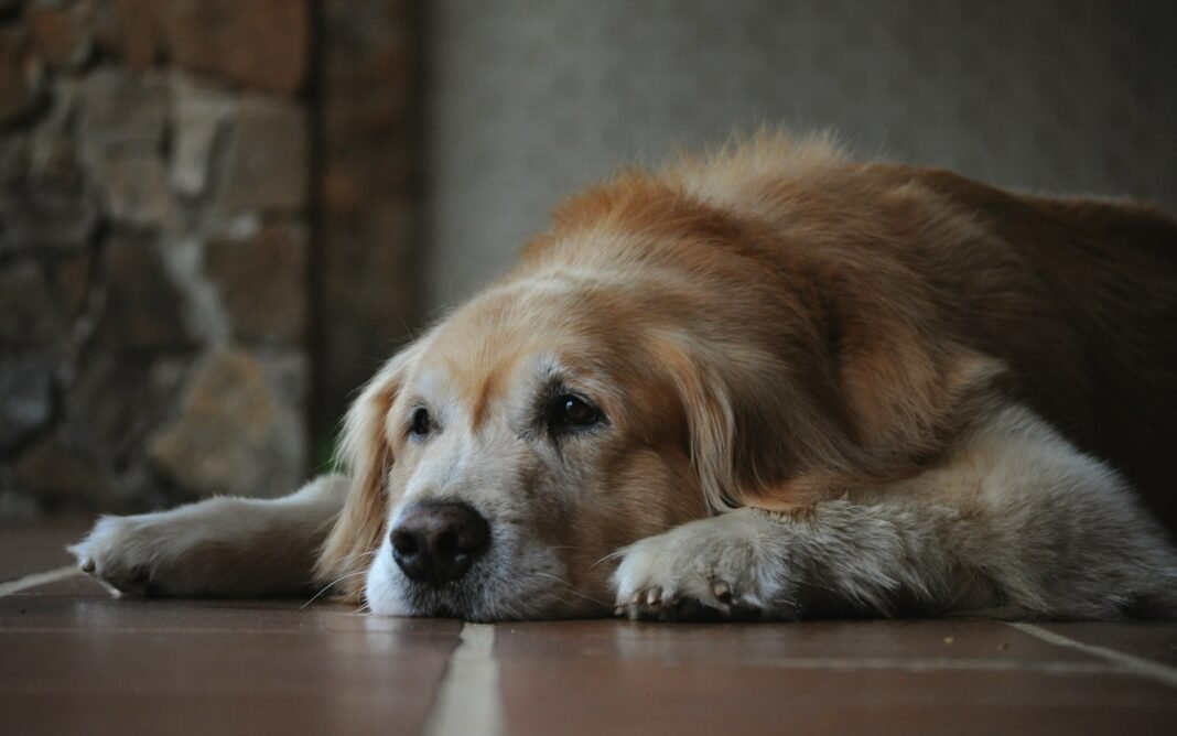 how to care for a senior dog