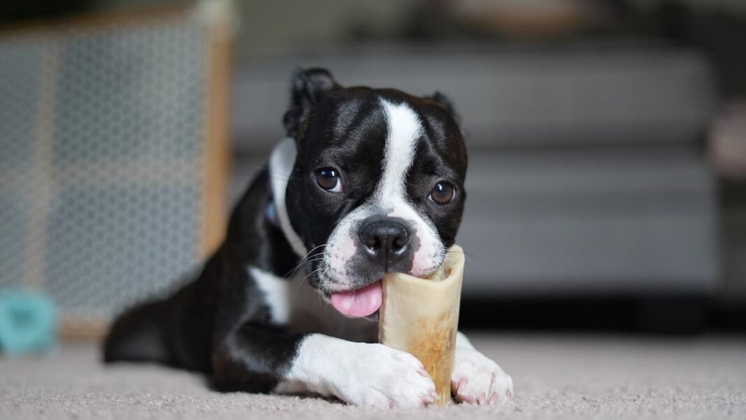 how to clean dog teeth without brushing
