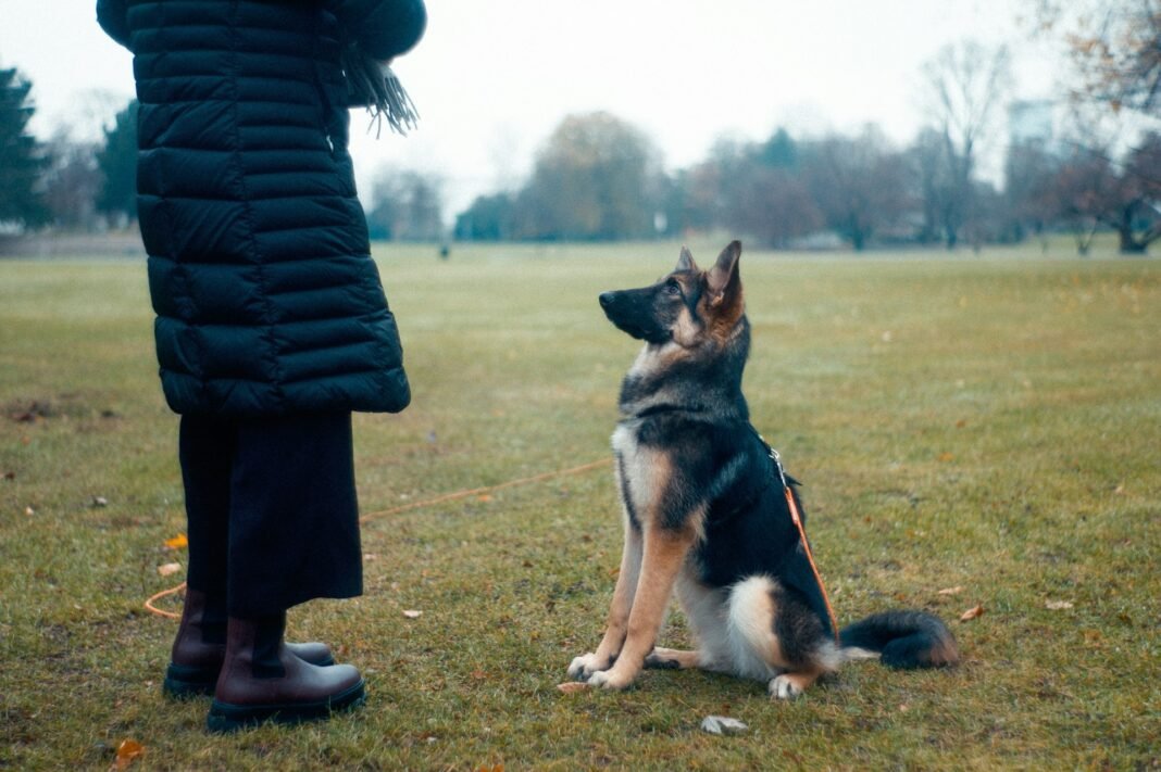 how to teach a dog to sit