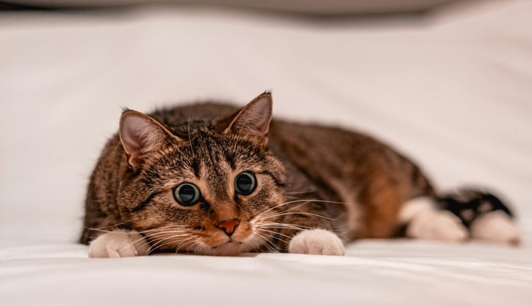 how to tell if your cat is in pain