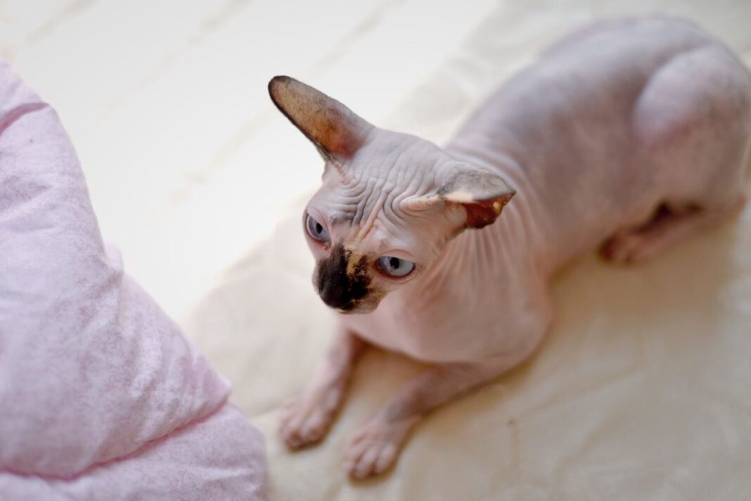 Hypoallergenic Cats