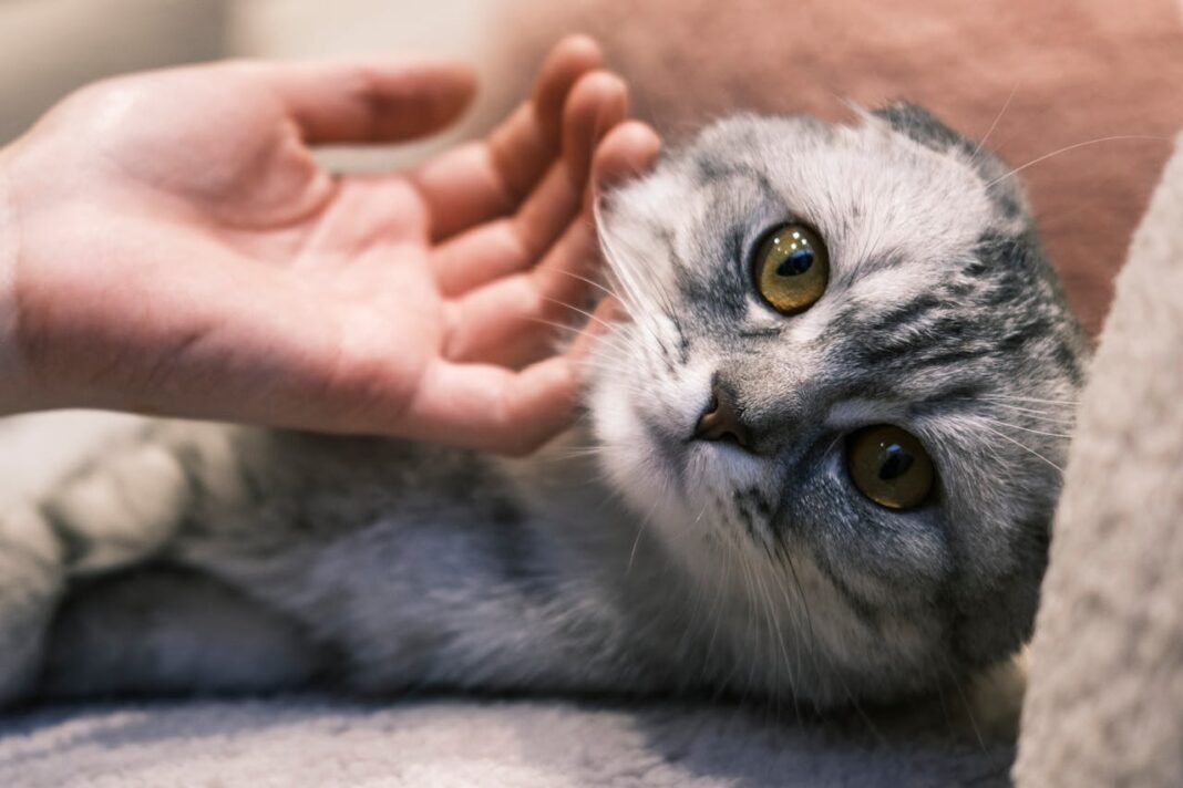 why does my cat lick me