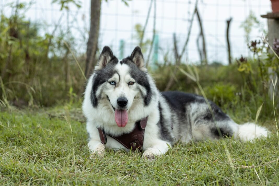 Siberian Husky Mix with American Bulldog