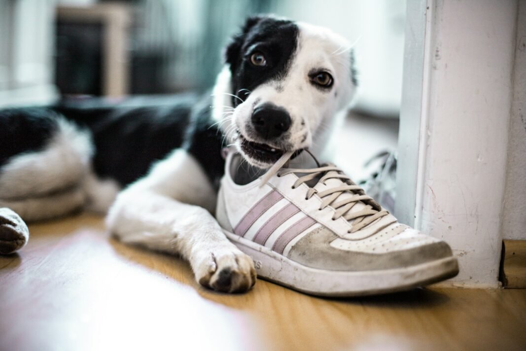 how to stop a dog from chewing