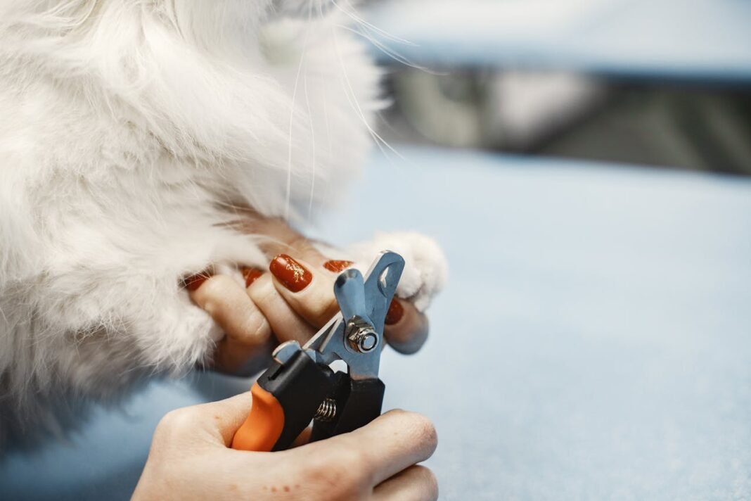 how to trim cat nails without getting scratched