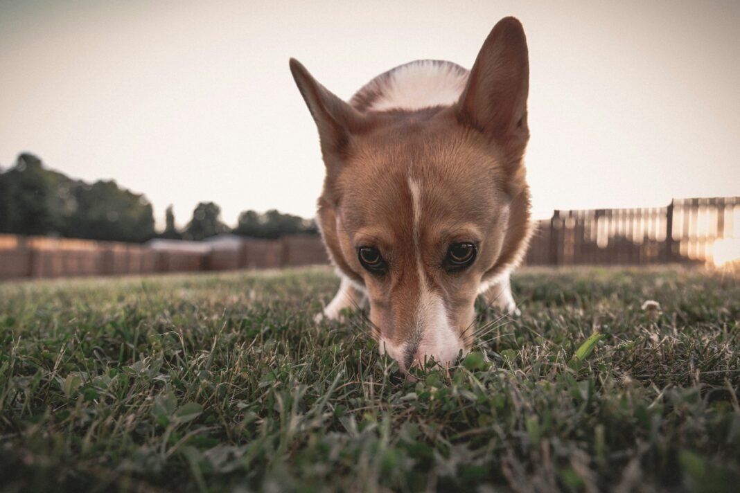 why does my dog eat grass