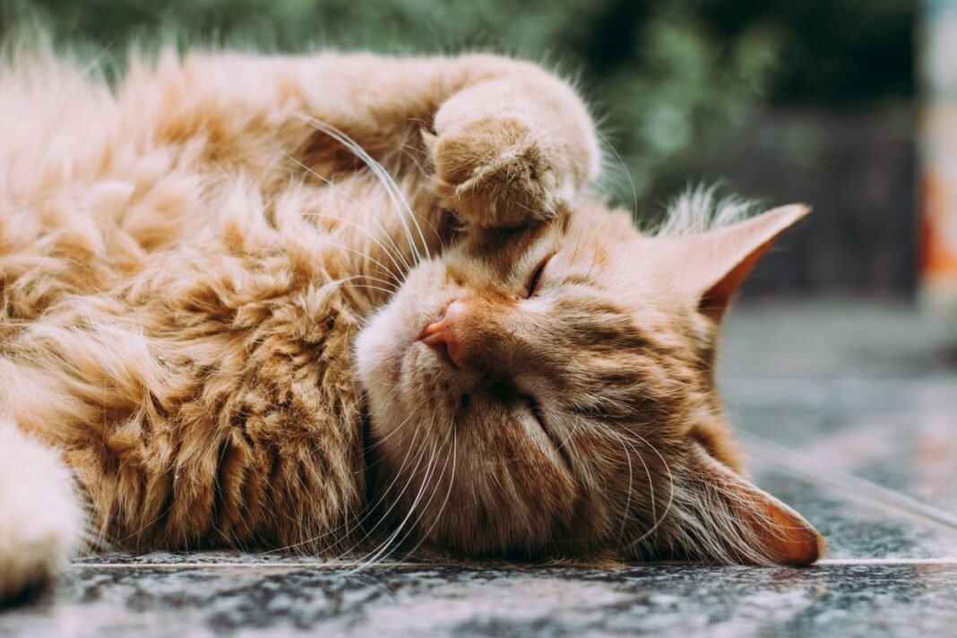 how long do cats live
