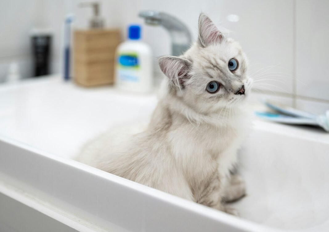 how often should you bathe a cat