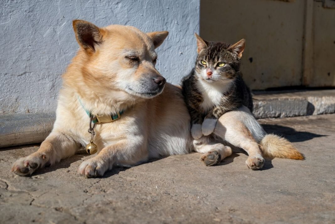 how to introduce a dog to a cat