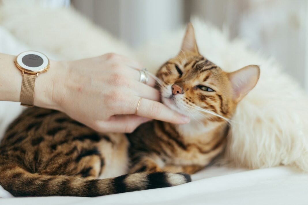 how to tell if your cat is sick
