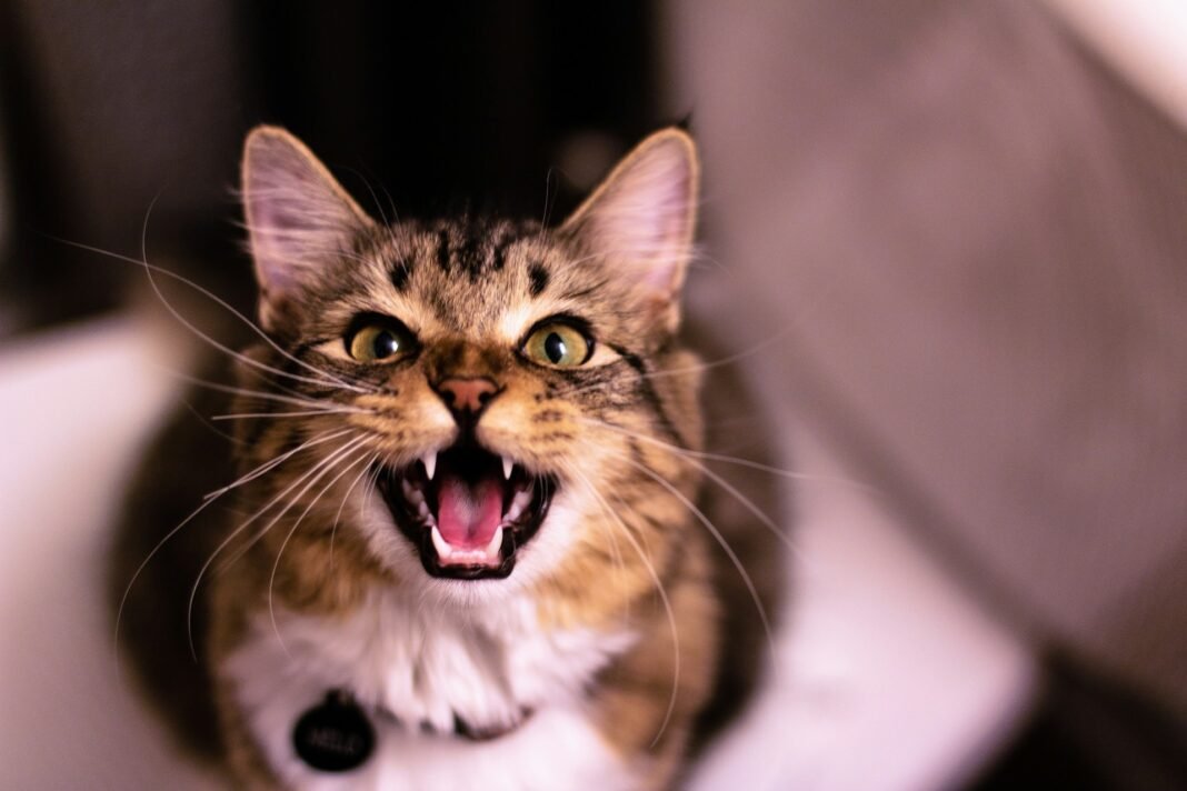 how to get an aggressive cat to the vet
